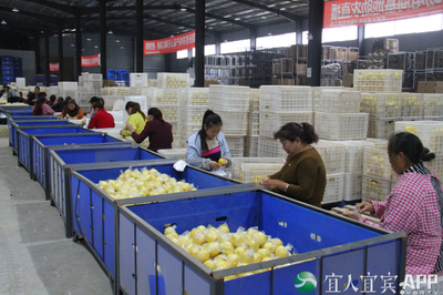 火力全开！宜宾电商打响“双11”农产品销售攻坚战